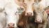 Charolais cattle at the Roy Berg Kinsella Research Station are used to for research projects like improving feed efficiency. Purebred Charolais breeders have donated semen to the project to improve the blood lines. | Barbara Duckworth photo