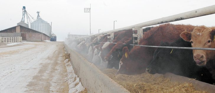 The Canadian Feedlot Animal Care Assessment program is designed to help packers and retailers meet consumer animal-care expectations.  |  File photo