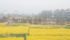 The canola agreement was described as a solution that is "predictable, science-based and stable," ensuring access for Canadian shipments to China, Trudeau said in Ottawa at a joint press conference with Chinese Premier Li Keqiang. | File photo