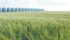 Often at this time of year the state of a farmer's crop is pretty well understood, so the biggest worry is that wet weather or frost will damage the quality that's already there, waiting to be combined. | File photo