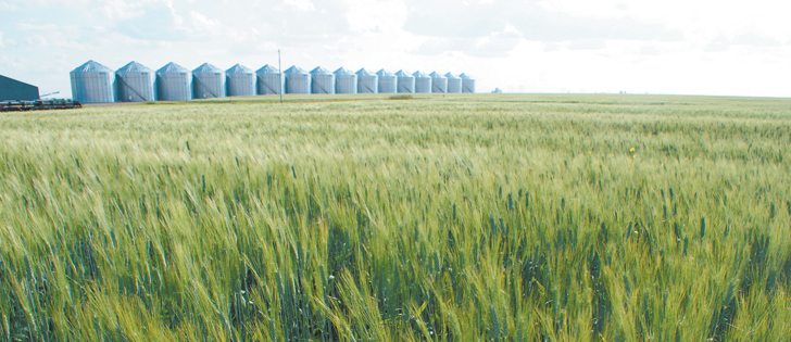 Often at this time of year the state of a farmer's crop is pretty well understood, so the biggest worry is that wet weather or frost will damage the quality that's already there, waiting to be combined. | File photo