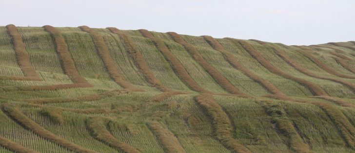 Just two weeks after the last official production estimates, StatsCan has now revised its 2015/16 canola production estimate 1.2 million tonnes higher, to 18.4 million tonnes. | File photo