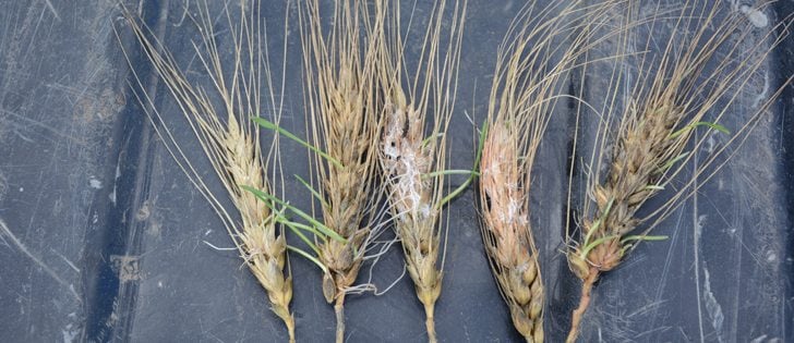Sprouting and mildew in the Barrhead - Westlock areas north of Edmonton is the result of too much rain just at harvest time. The heavy rains and accompanying winds have caused lodging in many area wheat and barley crops, with the result farmers are reporting sprouting in standing crops. | Les Dunford photo