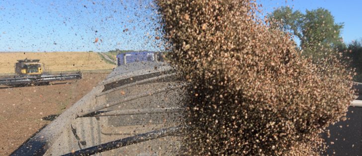 Jerry Eliason dumps lentils into his super B south of Glenside, Sask., Sept. 14.  |  William DeKay photo