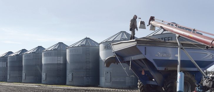Farmers are doing what they can to salvage this year’s harvest. Nick Scharf of Perdue, Sask., throws his shovel after pulling back freshly dried canola from the edge of the grain cart, which was then loaded in grain bags Oct. 12.  |  William DeKay photo