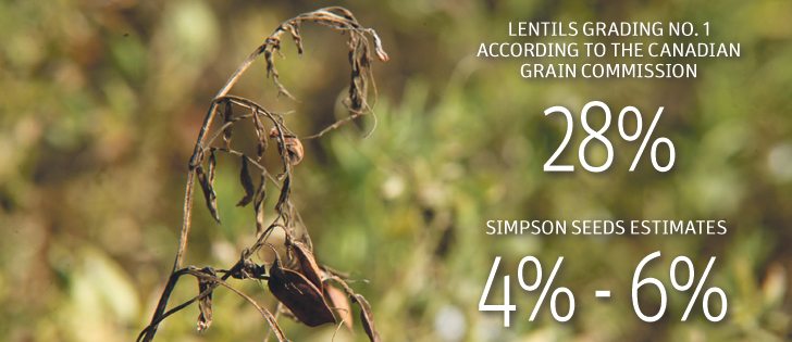 Saskatchewan Agriculture’s Sept. 12 crop report estimates four percent of the lentil crop would grade 
No. 1., and that will worsen the longer the crop stays in the field.  |  Michael Raine photo