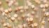 Flax carryout from the 2015-2016 crop is estimated to be the largest since 2009-2010 at 274,000 tonnes. | File photo