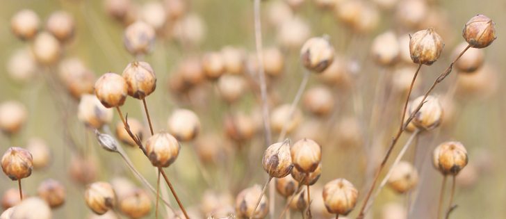 Flax carryout from the 2015-2016 crop is estimated to be the largest since 2009-2010 at 274,000 tonnes. | File photo