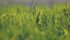 Last fall, prairie farmers seeded 11,000 acres of hybrid rye. | Michael Raine photo