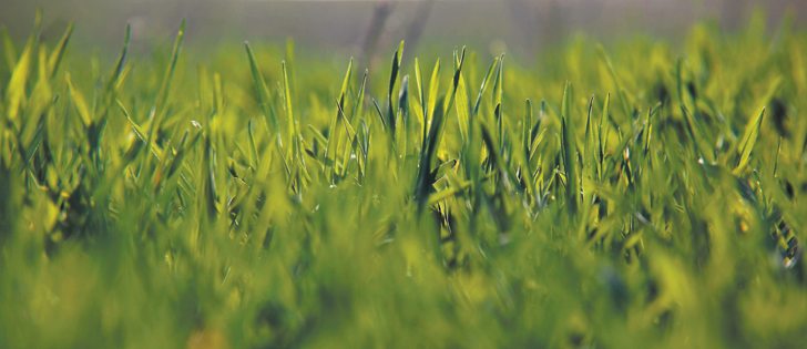 Last fall, prairie farmers seeded 11,000 acres of hybrid rye. | Michael Raine photo