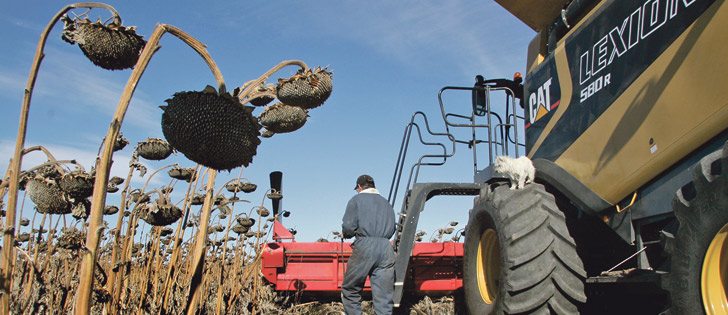 Almost all of Canada’s sunflowers are grown in Manitoba, where acreage has ranged from 70,000 to 95,000 in recent years.  |  File photo