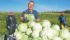 Ron Erdmann helps his Mexican workforce harvest cabbages at Erdmann Gardens and Greenhouses in Westlock County. | Karen Morrison photo