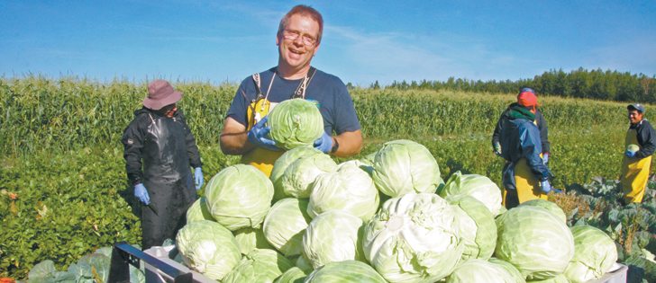 Ron Erdmann helps his Mexican workforce harvest cabbages at Erdmann Gardens and Greenhouses in Westlock County.  |  Karen Morrison photo