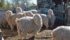 Goats at the Mountain Sunset Angora ranch are sheared twice a year.
Their fleece is prized for its warmth, durability and flame retardant qualities. | Barb Glen photo