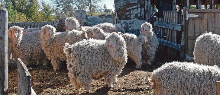 Goats at the Mountain Sunset Angora ranch are sheared twice a year. 
Their fleece is prized for its warmth, durability and flame retardant qualities.  |  Barb Glen photo
