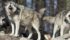 The cull is a result of a high number of predation claims from livestock producers in the north. | File photo