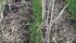 Yellow leaves mix with the green in a wheat crop damaged by residual herbicide presence. | Thom Weir photo