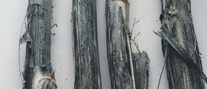 Peeling back the epidermis and outer cortex of canola 
stems makes it possible to see the microsclerotia or blackening that is associated with verticillium wilt. Infected stems are extremely weak and usually break when attempting to pull them out of the ground. The epidermis strips off and comes away in flakes.
|  Canola Council 
of Canada photo