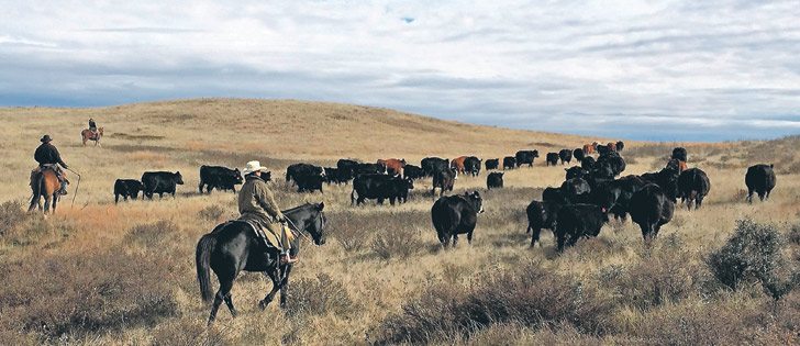 Efforts are being made to make genomic technology practical for producers of commercial beef herds, such as this one that the Froshaug family of Minton, Sask., trailed home Oct. 16 from its summer pasture in the Big Beaver Grazing Co-op.  Pictured are 11-year-old Colter Froshaug on his black horse, Deets, his father, Ryan Froshaug, on his buckskin Quarter Horse, Eor, and older sister, Shyla Froshaug, on her young mare, Lola, in the background.  |  Carla Froshaug photo