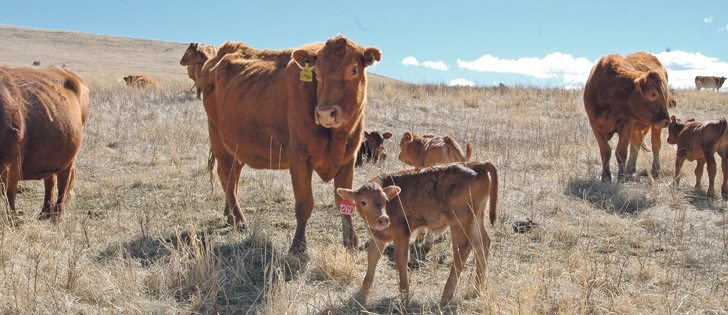 Speculation that the incoming U.S. administration would bring back country of origin labels has raised concern in Canada.  |  File photo