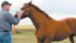Cisco, a six-year-old gelding owned by Garth Long-Wright, is part of a University of Saskatchewan study looking into the effects of shock wave therapy on forelimb lameness. | Christalee Froese photo
