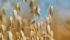 Ceapro uses a hull-less oat variety because it has more avenanthramides, a compound used in anti-itching products. | File photo
