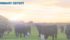 The Canadian Round Table on Sustainable Beef has released its national beef sustainability assessment that shows the industry is doing many things well but has some areas needing improvement. | Screencap via www.crsb.ca