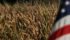 Cows that supply Dannon’s milk for the three flagship brands will be fed non-GM feed starting in 2017, which will require the conversion of 80,000 acres of farmland to non-GM crops.
| File photo