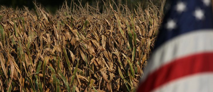 Cows that supply Dannon’s milk for the three flagship brands will be fed non-GM feed starting in 2017, which will require the conversion of 80,000 acres of farmland to non-GM crops.  | File photo