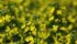 Brian Innes of the Canola Council of Canada repeatedly noted how canola is a golden example of Canadian inventiveness and the industry needs to see continued support for innovation in federal policy. | File photo