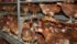 A University of California Davis study from last year indicated that cage free isn’t better than cages. Researchers looked at free-run and enriched cages and concluded each system has negatives and positives.
| File photo