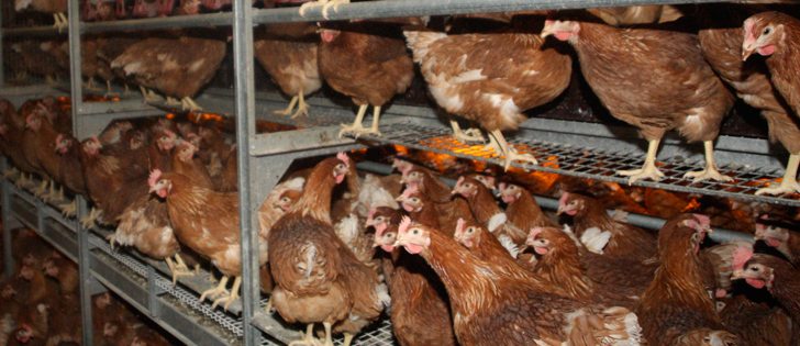 A University of California Davis study from last year indicated that cage free isn’t better than cages. Researchers looked at free-run and enriched cages and concluded each system has negatives and positives.  | File photo