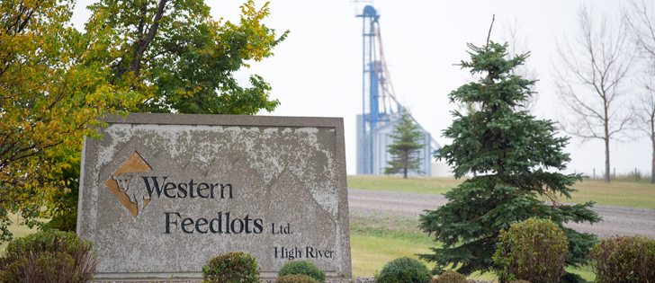 When Western Feedlots announced plans to exit the cattle feeding business by next year, it cited “the poor political and economic environment in Alberta” as a contributing factor.  | Mike Sturk photo