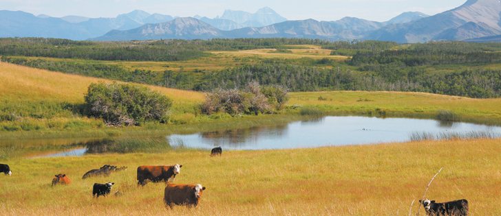 Bovine tuberculosis is a contagious and reportable disease in Canada. One case does not affect trade, but there could be repercussions if the disease is found to be more widespread. | File photo