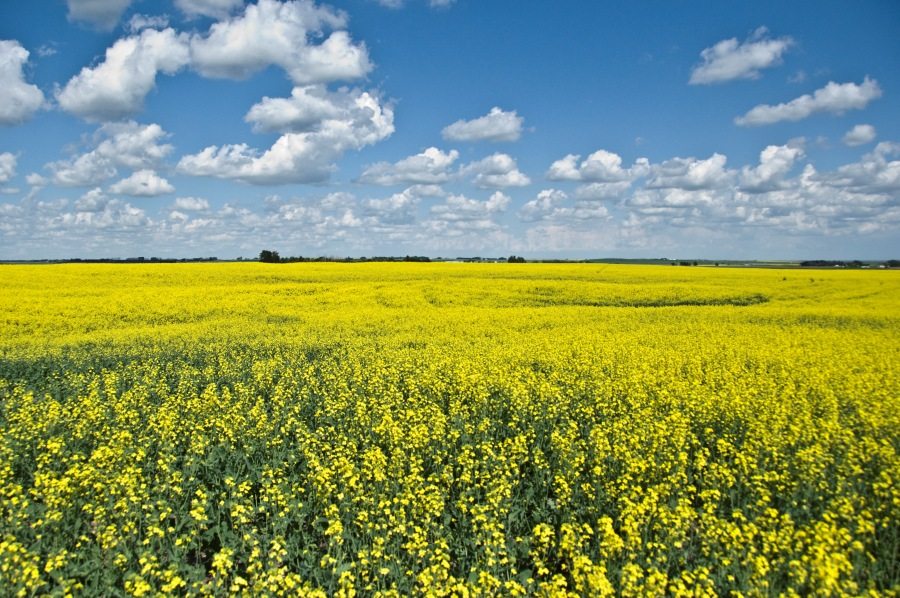 Omega-9 Canola Oil allows access to markets that are not currently accessible with commodity canola oil.