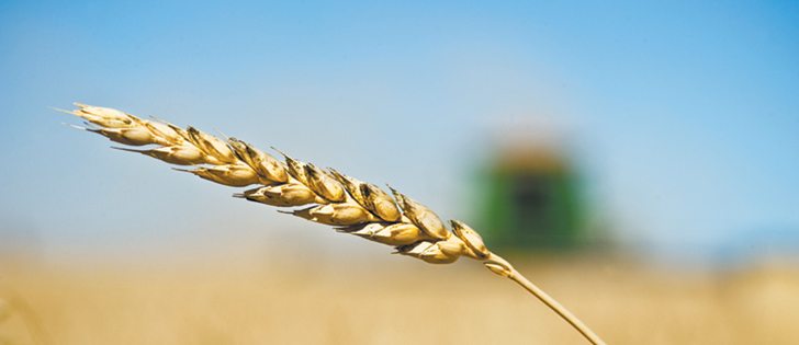Strong competition could rule wheat markets as Russian winter wheat acres increase.  |  File photo