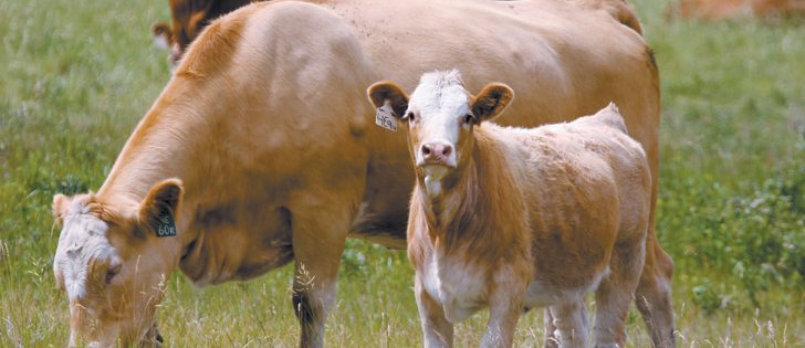 Agriculture Minister Lawrence MacAuley said help is coming to producers faced with extraordinary costs as a result of being quarantined due to bovine tuberculosis. Affected producers can receive up to $400,000, with the first $100,000 being interest free. | File photo