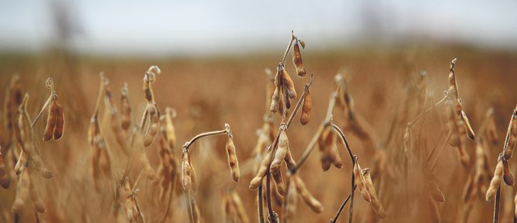 There is a significant increase in soy oil demand from the U.S. biodiesel industry, which produced 2.49 billion gallons of fuel in 2016, a 37 percent increase from last year.  |  File photo