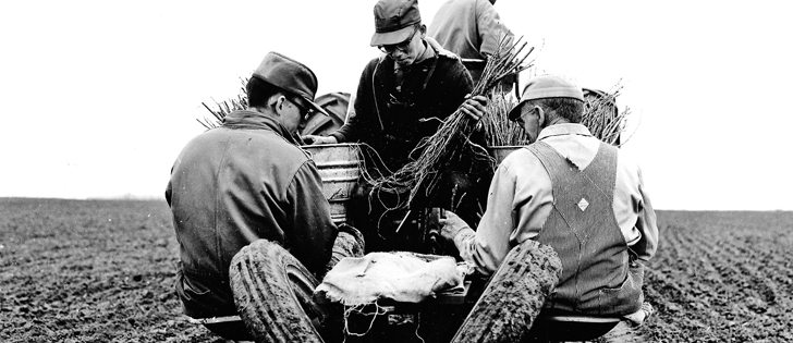 A shelter belt was seeded near Hanley, Sask., in this undated photo.  |  File photo