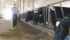 Allan Child walks through the barn housing the family’s Holstein herd in Killam, Alta. | Karen Morrison photo