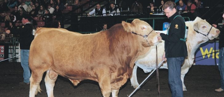 Reed Rigney of Westlock shows off his champion Blonde d’Aquitaine bull at Farmfair International Supreme show held in Edmonton 
Nov. 9-13.  |  Barbara Duckworth photo