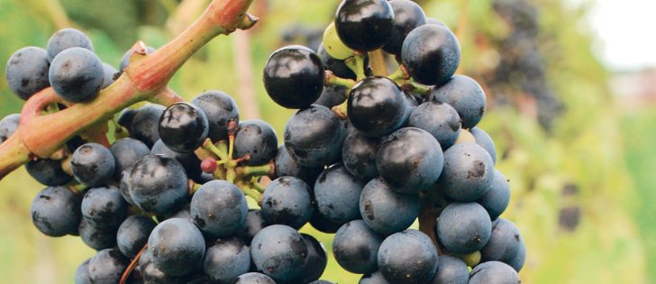 Wine grapes can be successfully grown in Huron County, as evidenced at the county’s first vineyard and winery near Clinton. Two others are in the works and Huron is now home to three breweries.  |  Jeffrey Carter photo