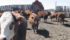 Body condition should be assessed at the start of winter feeding.
| File photo