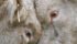 Beef producers in Alberta, like these bulls, are butting heads over whether Alberta Beef Producers’ checkoff should be refundable or non-refundable. | Mike Sturk photo