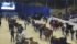 Purebred beef shows and sales begin today at Canadian Western Agribition. | Canadian Western Agribition photo