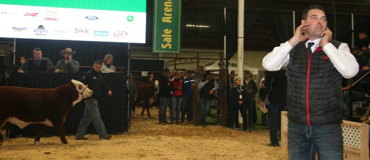 The high selling Hereford at the Canadian Western Agribition sale came from the consignment of Haroldson's Polled Herefords of Wawota, Sask. It sold for $70,000 to Medonte Highland Polled Herefords of Ontario and NCX Polled Herefords of Westlock, Alta. The sale for the bull calf offered full possession and two-thirds interest.  A flush was also sold on the bull's mother for $2,000. The sale was competitive online, on the phone and from the stands. Ring man Shane Michelson takes bids as he monitors the stands. | Barbara Duckworth photo