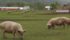 Japan's growing appetite for pricey pork cuts is driving Canadian and U.S. fresh pork exports to record levels, spurring producers to use every advantage to gain market share. | File photo