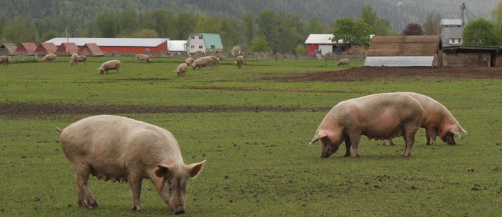 Japan's growing appetite for pricey pork cuts is driving Canadian and U.S. fresh pork exports to record levels, spurring producers to use every advantage to gain market share. | File photo