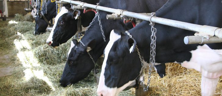 Canadian dairy farmers and processors say a federal innovation package announced last week is only one step toward helping the sector cope with the challenges of trade deals.  | File photo
