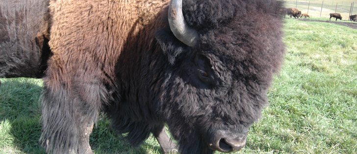 The draft code of practice for the care and handling of bison has been released for public comment and will be open for input until Jan. 19. | File photo